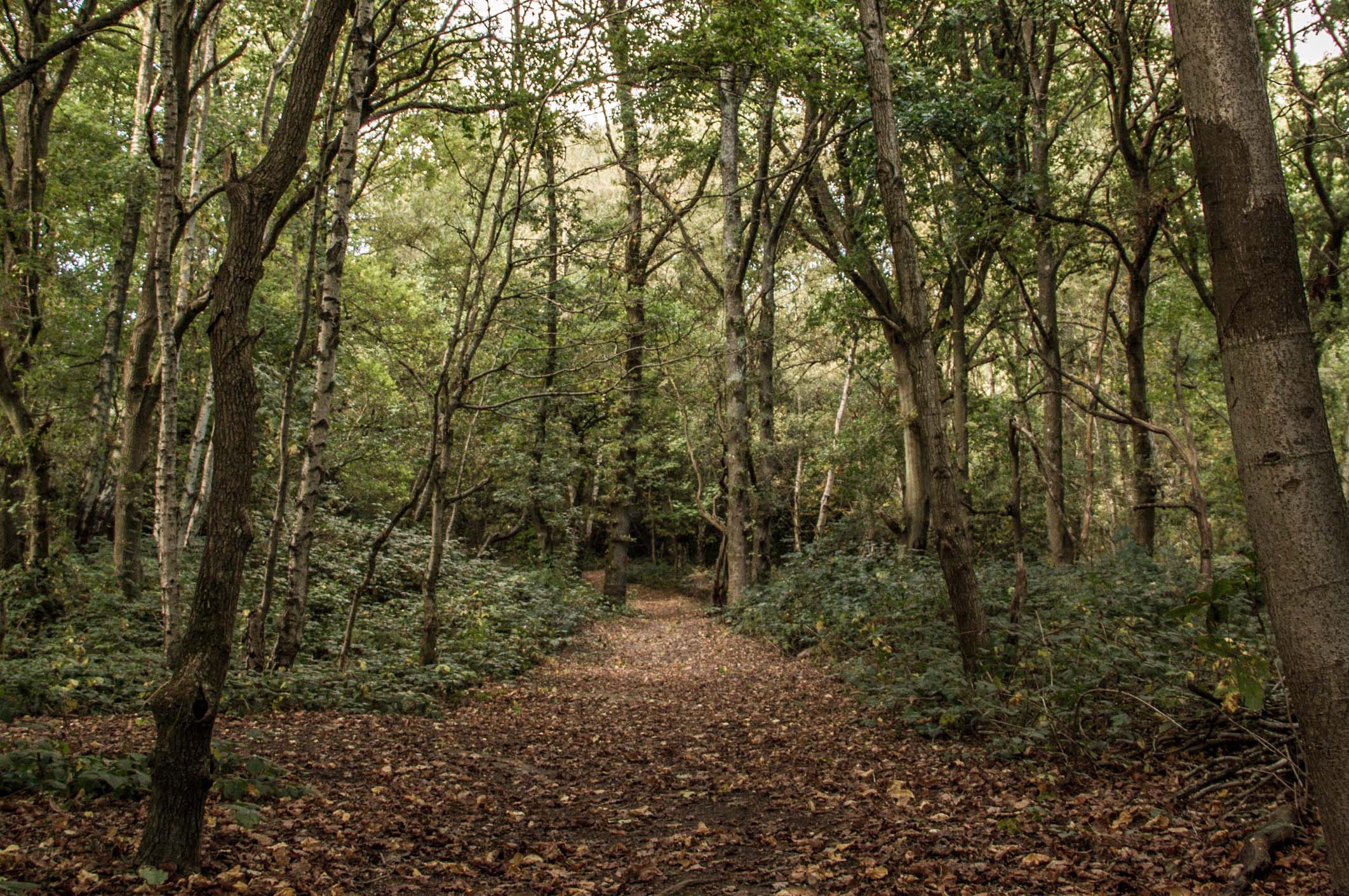 a tree in a wooded area