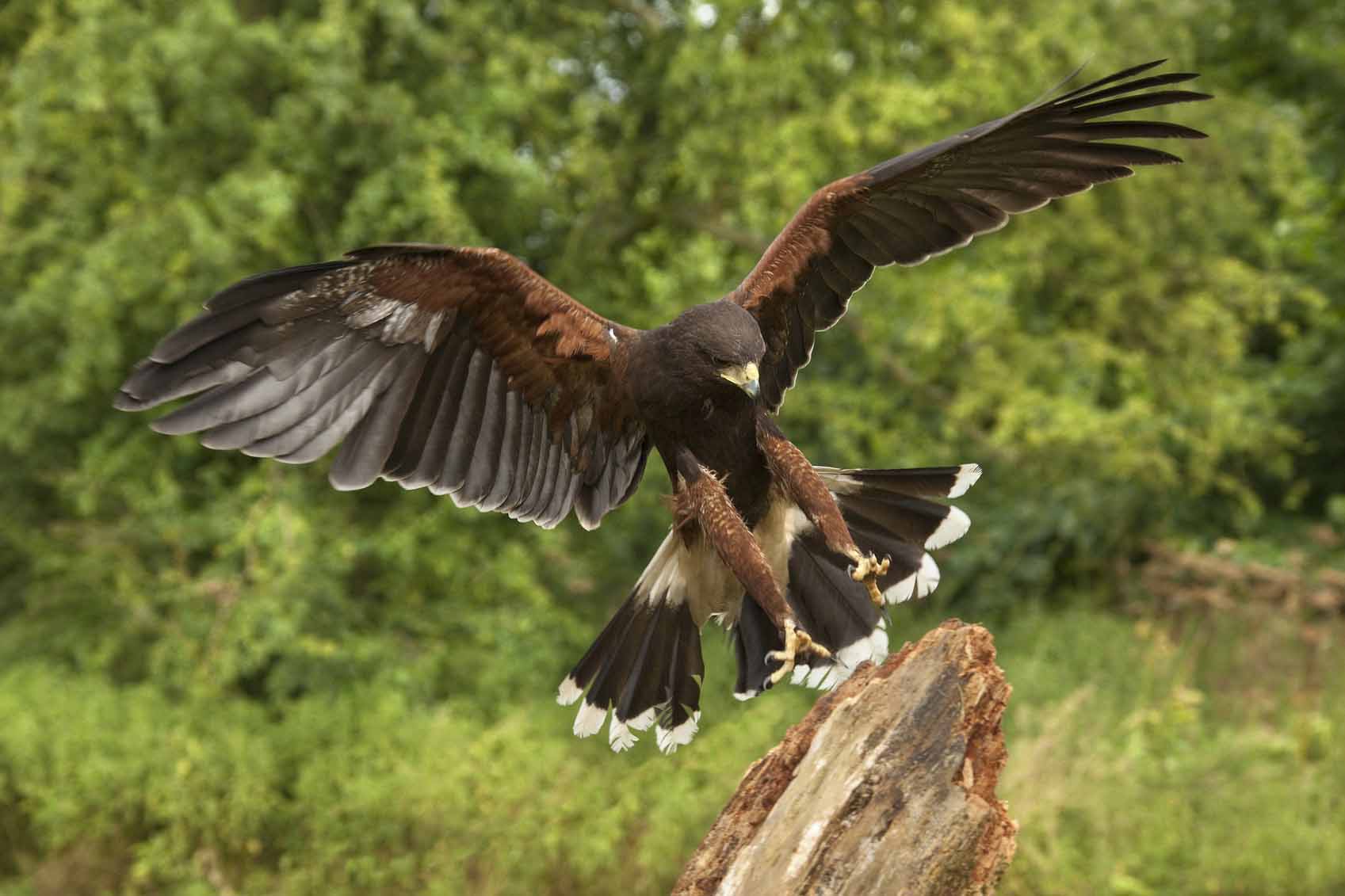 Birds of prey