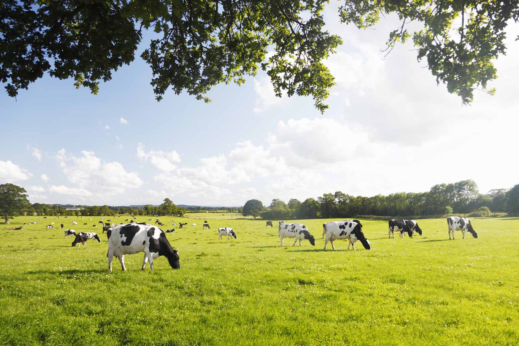 Cows in field