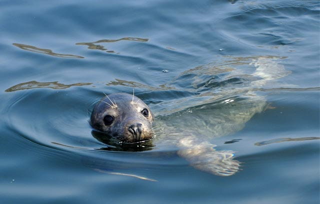 Ramsgate Seal Spotting