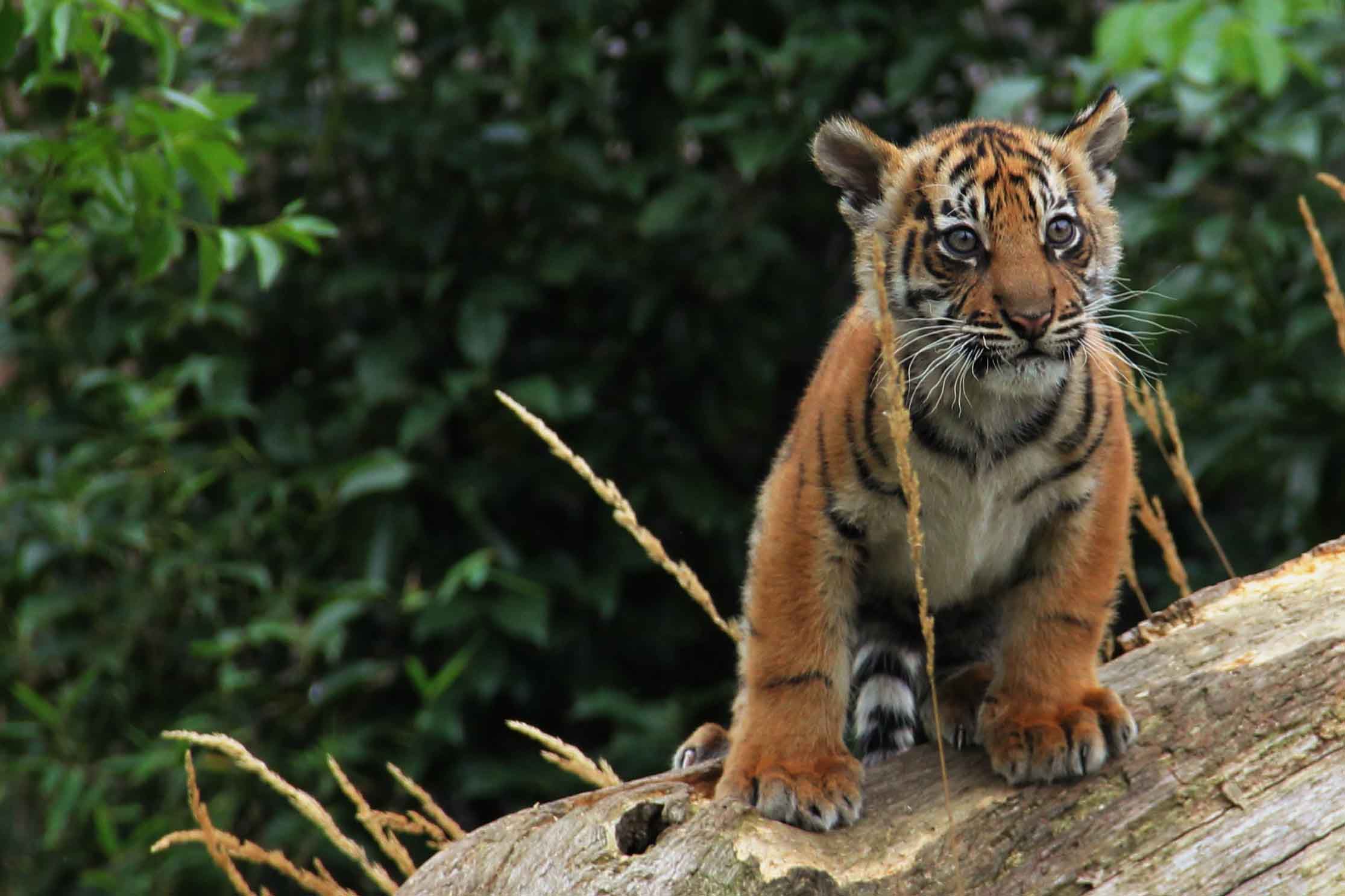 London zoo