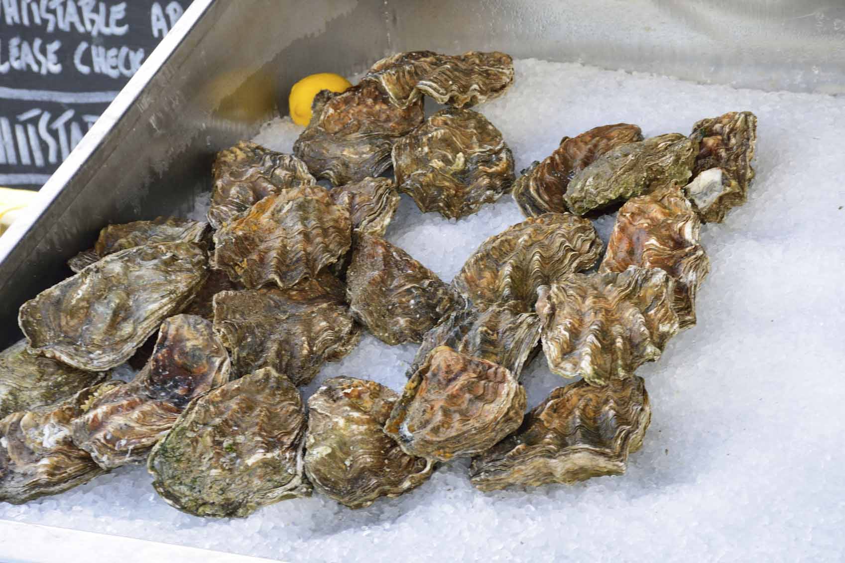 Oysters in ice