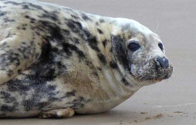 safari seal