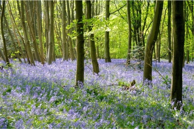 forest full of bluebells