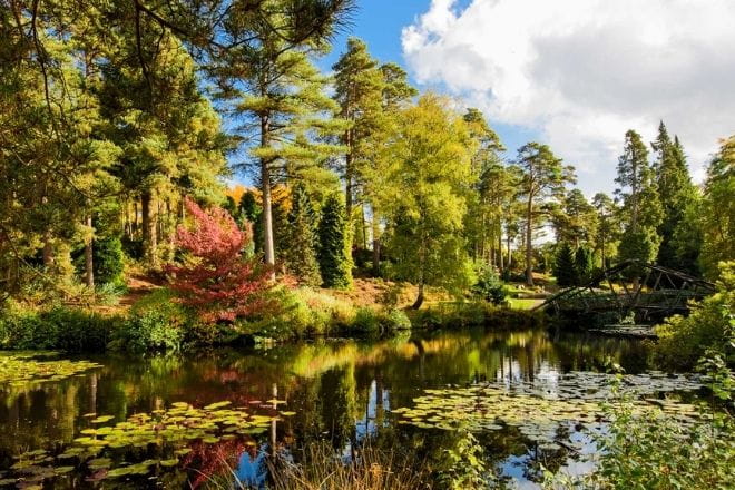 a body of water surrounded by trees