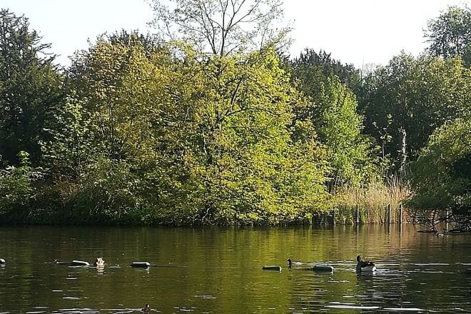 a flock of ducks floating on top of a lake surrounded by trees