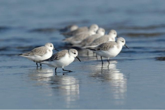 a flock of seagulls standing next to a body of water