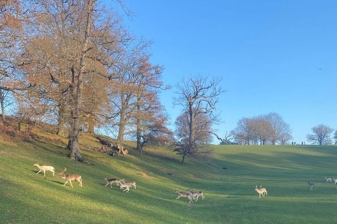 a herd of sheep grazing on a lush green field