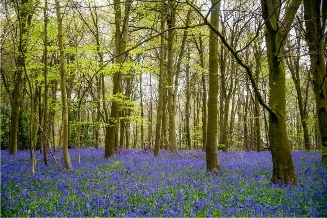 trees line a path in a forest covered in bluebells