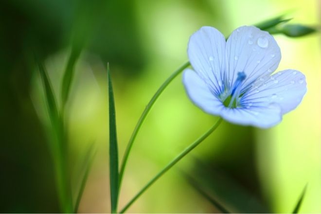 a close up of a flower