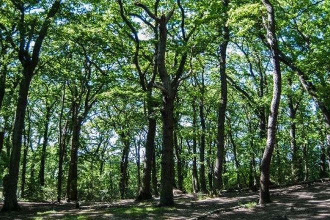 a large tree in a forest