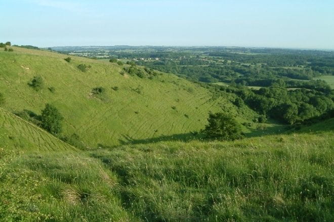 a close up of a lush green hillside