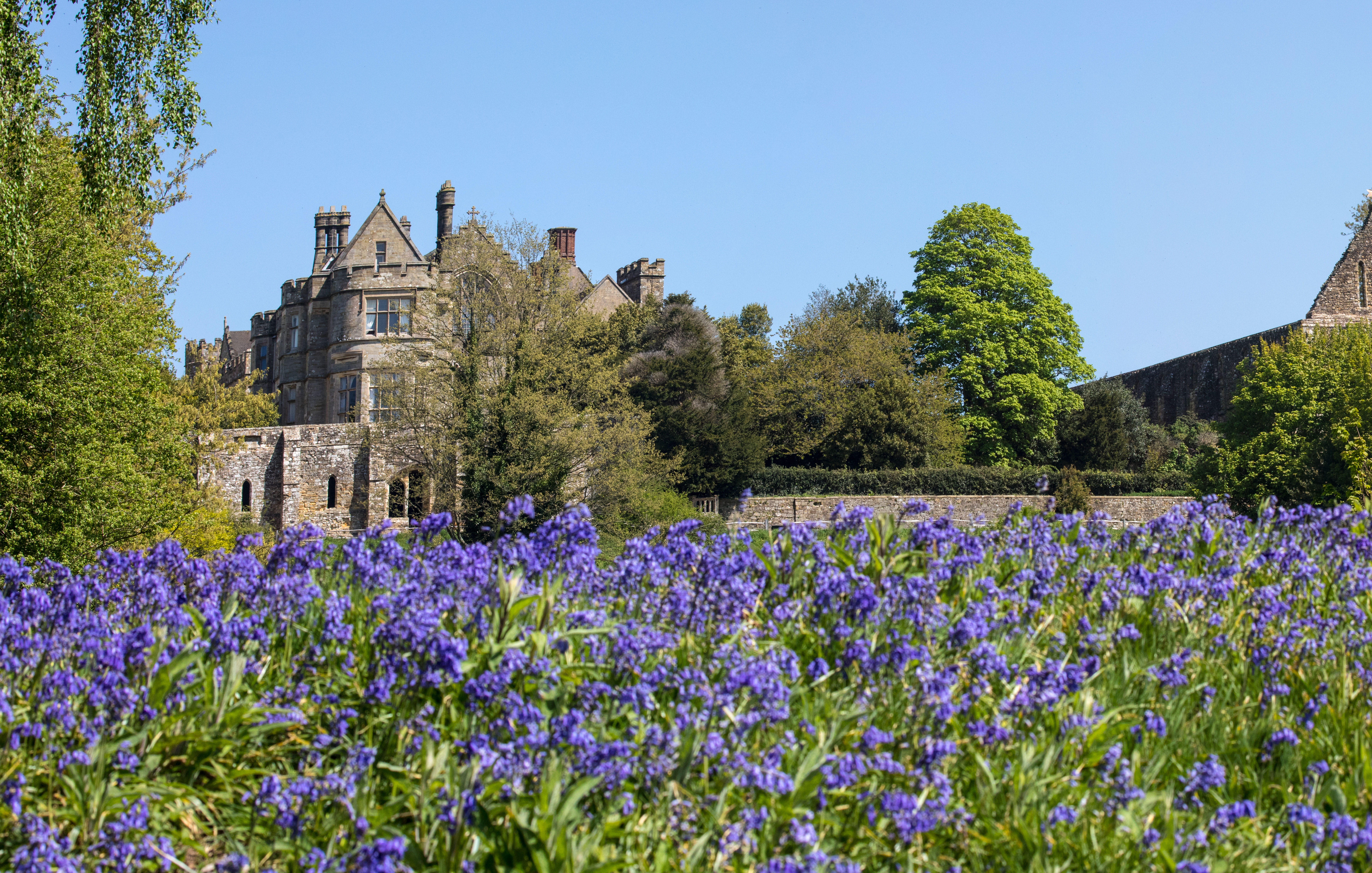 a landscape in Battle with purple flowers in the foreground and a country house in the background