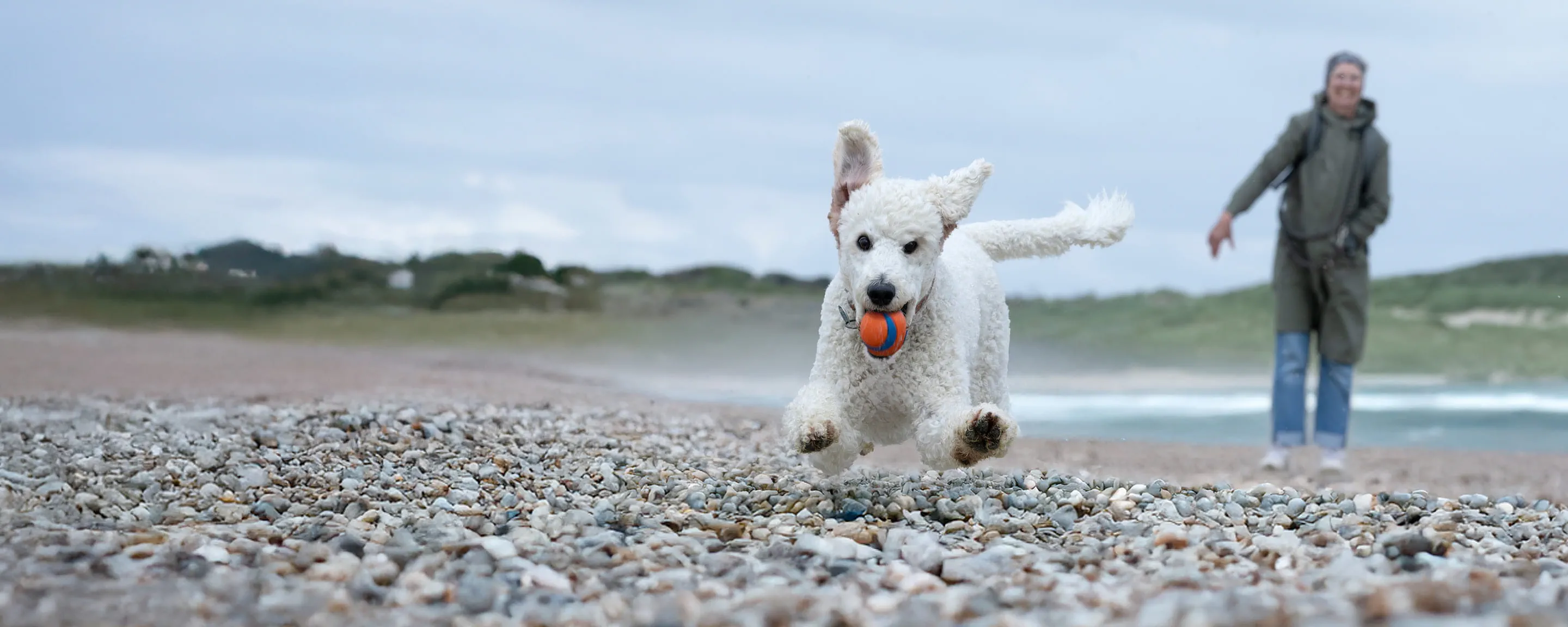 small white dog running on a beach with a ball in its mouth