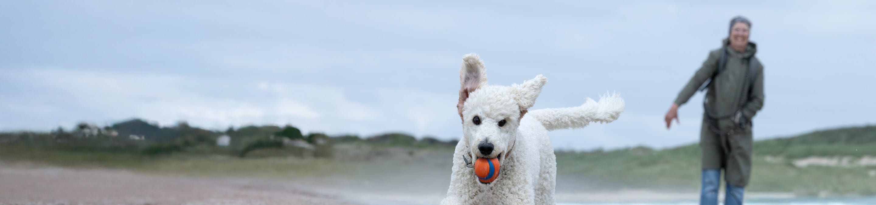 small white dog running on a beach with a ball in its mouth