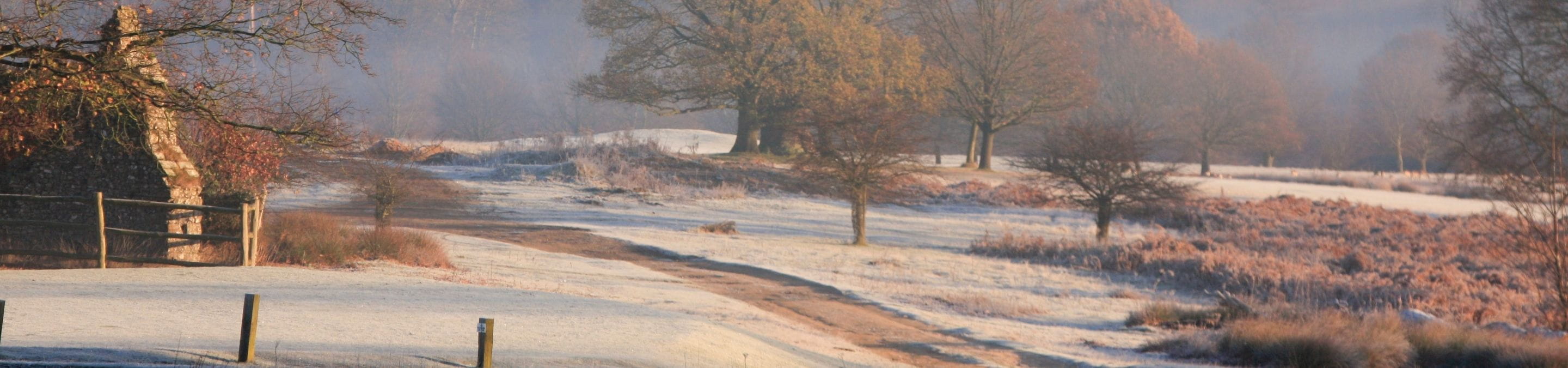 a tree with snow on the ground