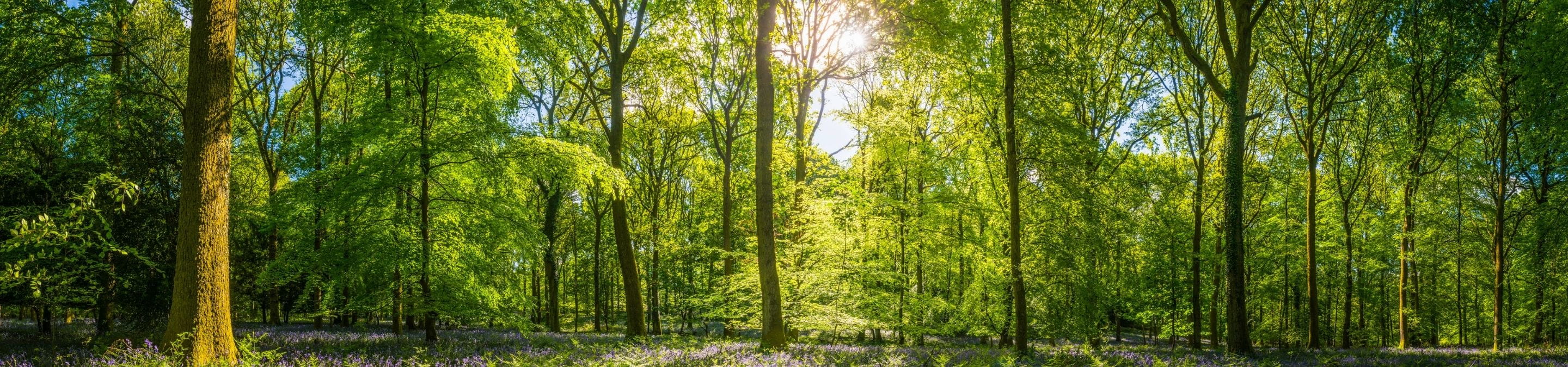 landscape of a forest with the sun shining through the tress