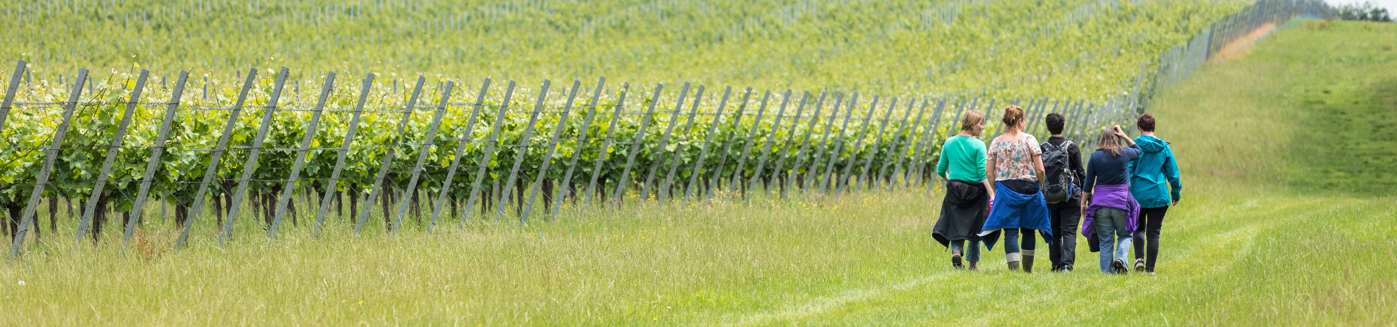 a group of people walking through a field