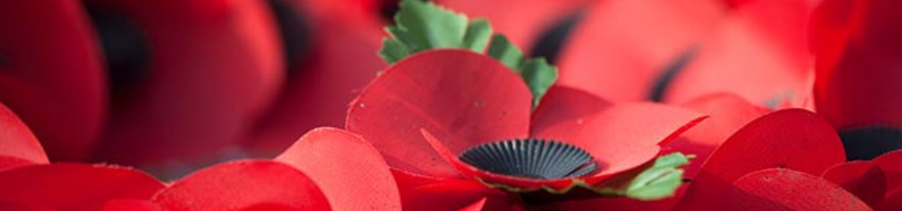 remembrance day poppy