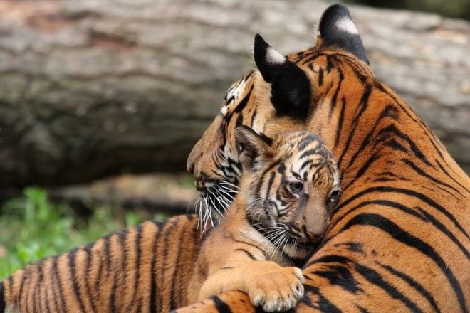 a tiger and her cub