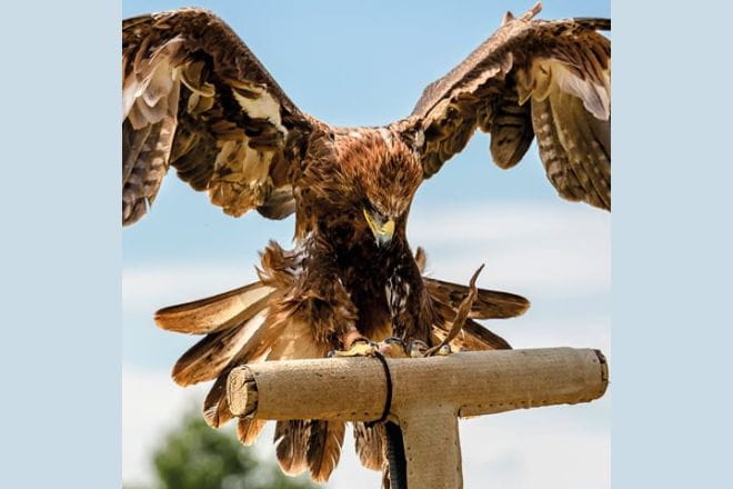 Medieval Falconry at Battle Abbey