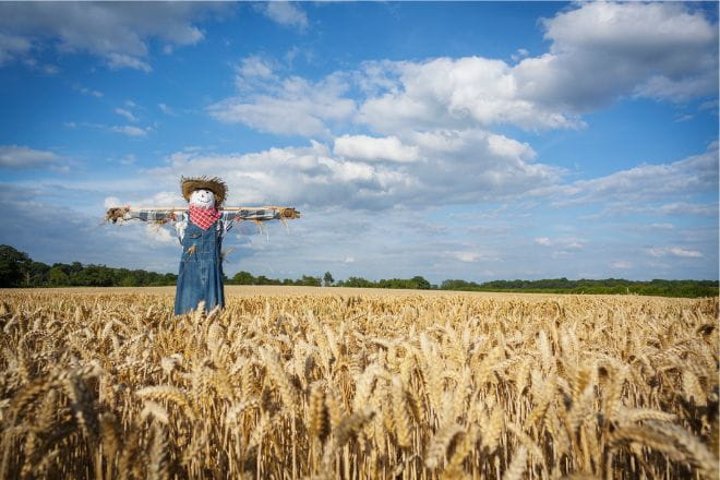Scarecrow in a field
