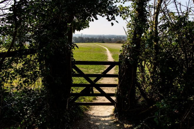view of a path in a field framed by a gate and bending tree
