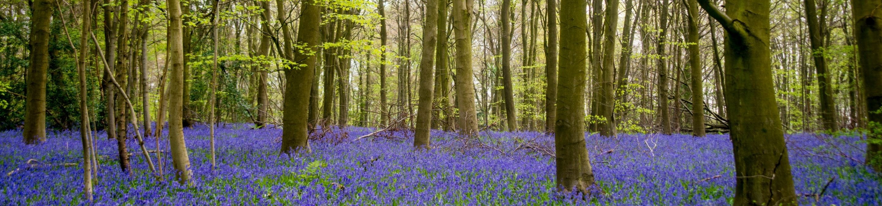 trees line a path in a forest covered in bluebells