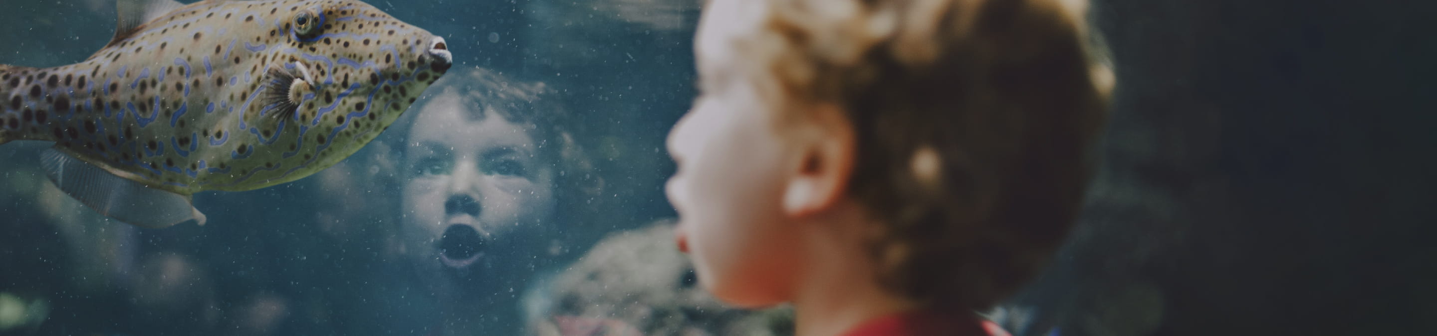 a boy looking at a fish in a fish tank