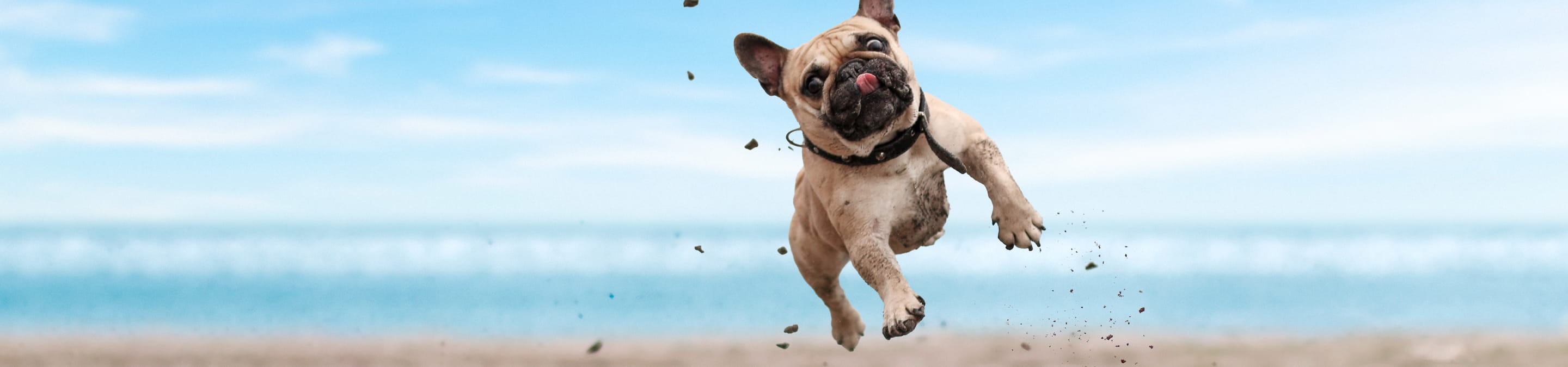 a dog jumping in the air on a beach