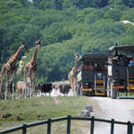 Giraffes at Port Lympne Reserve