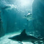 Sealife Aquarium in London